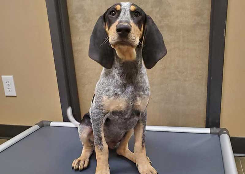 Carousel Slide 4: Pet boarding services