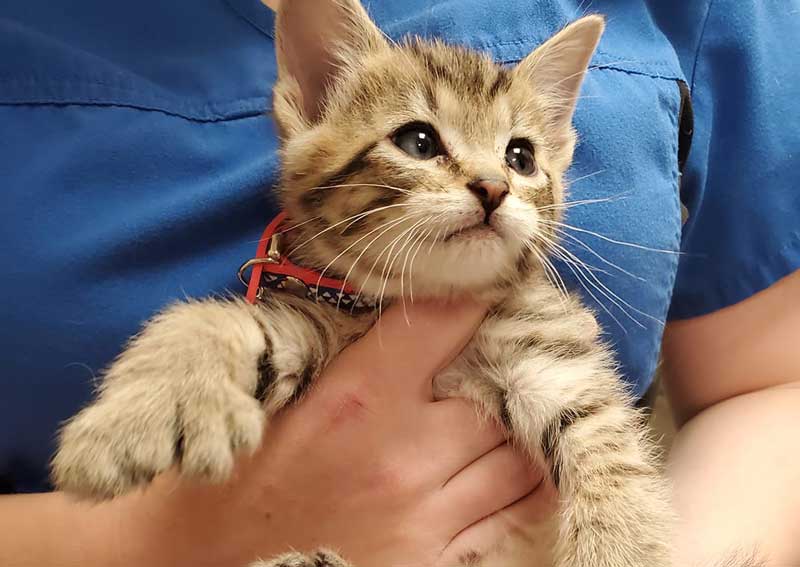 Carousel Slide 5: Cat veterinary care