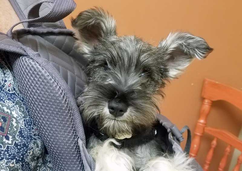 Carousel Slide 6: Dog veterinary exams